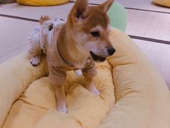 -逗柴咖啡屋·狗咖猫咖宠物桌游
