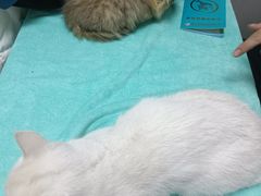 -东莞宠友24H宠物中心医院·转诊夜诊·异宠(新河北路院)