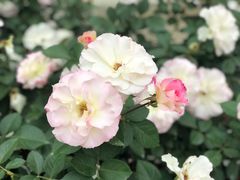 -人民公园(罗湖区)