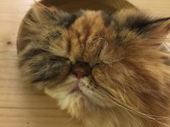 -more than meow吴止猫主题餐厅(承德 中船汇店)