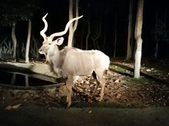 -清迈夜间动物园