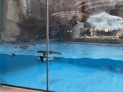 -帝企鹅自助餐厅•儿童岛•真企鹅(长隆企鹅酒店)