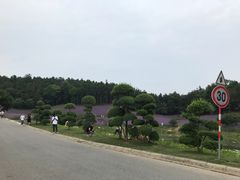 -大塘金香草谷