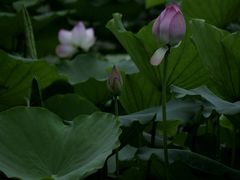 -荔湾湖公园