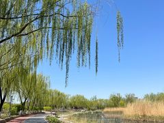 -大兴滨河森林公园