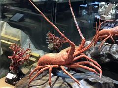 -绮丽珊瑚(台北101旗舰门市店)