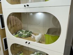 -青奢宠物·青奢猫舍