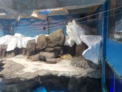 -海合安武汉极地海洋公园