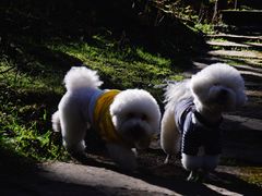 -硗碛藏寨·神木垒景区