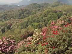 -贵州百里杜鹃风景名胜区