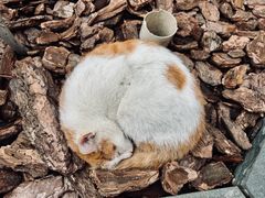 -龙华寺