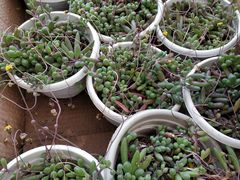 -龙大花卉苗木市场