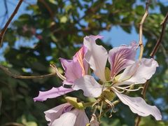 -荔枝公园(福田区)