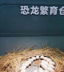 -恐龙探索乐园(磁器口店)