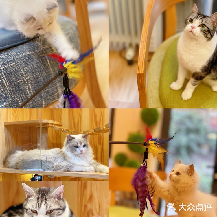 西安首家丨别墅级超大型×品质猫舍×在线撸猫🐱