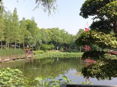 -陈家山荷花公园