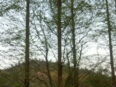 -孝丰南门锅贴(南街店)