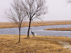-黑龙江扎龙生态旅游区