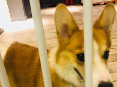 -百好乐宠物友好餐厅(朝外大街店)