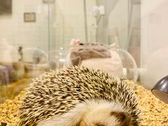 -平行世界·猫咖(首经贸店)