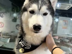 -Husky Go! 哈士奇体验馆·宠物咖啡厅狗咖