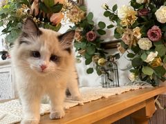 -lincat·猫舍(广州店)