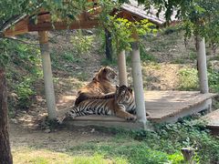 -石家庄市动物园