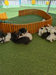 -萌宠亲子动物乐园(槐房万达店)