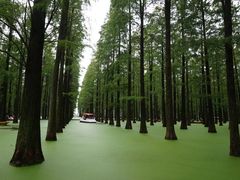 -渌洋湖湿地公园