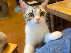 -猫猫幼稚园·撸猫·桌游·电玩