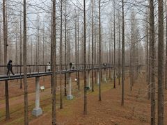 -黄海国家森林公园