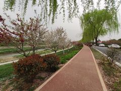 -洨河生态公园