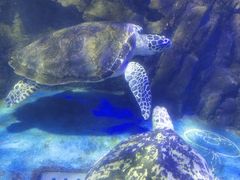 -太平洋海底世界