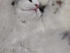 -小猫来了·猫舍(红山六九七九店)