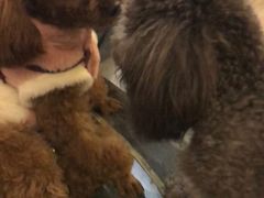 -百好乐宠物友好餐厅(朝外大街店)