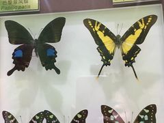 -上海昆虫博物馆