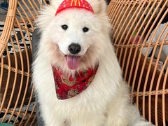 -星多哈·狗咖·拼豆·咖啡