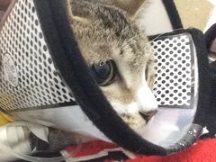 -伟伟宠物医院·CT影像中心·瑞派犬猫综合性门诊(汉口总院)