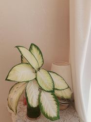 -小梨·OndaPro·专业脱毛连锁机构