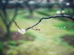 -香雪海