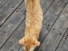 -九鼎轩脆毛肚火锅(商业街店)