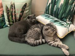 猫-拾壹cafe·工作室