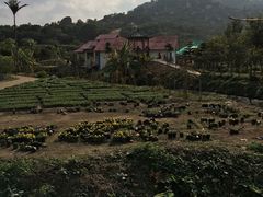 -丹樱生态园