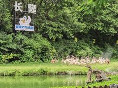 -广州长隆飞鸟乐园