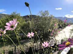 -玫瑰西餐厅.意面披萨.牛排咖啡