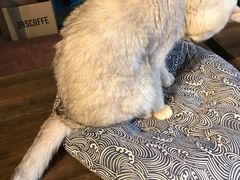 -猫猫幼稚园·撸猫·桌游·电玩