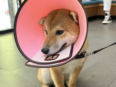 -联合动物医院(光谷诊疗中心)