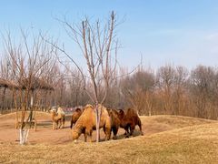 -北京野生动物园