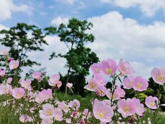 -同里国家湿地公园