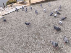 -水前寺成趣园